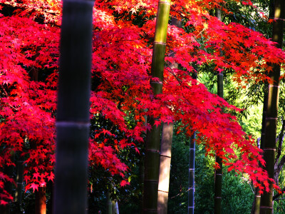 紅葉と竹林 京都嵯峨野 左クリックで紅葉と竹林 直指庵へ右クリック背景に設(shè)定で壁紙へ