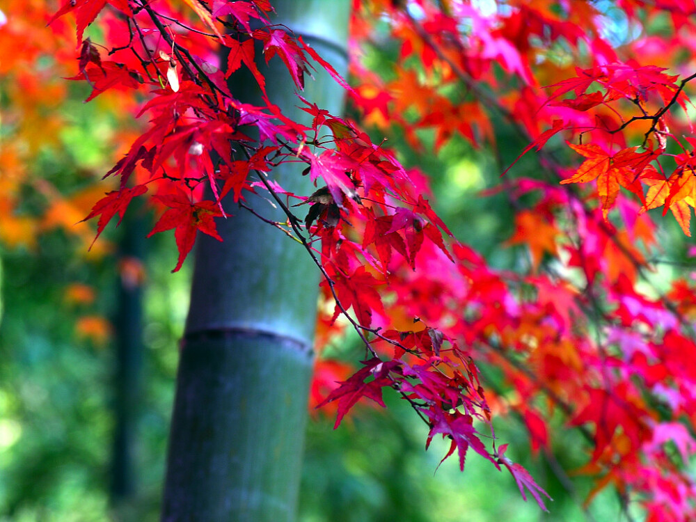 彩の紅葉と竹 左クリックで紅葉と竹林 直指庵へ右クリック背景に設定で壁紙へ