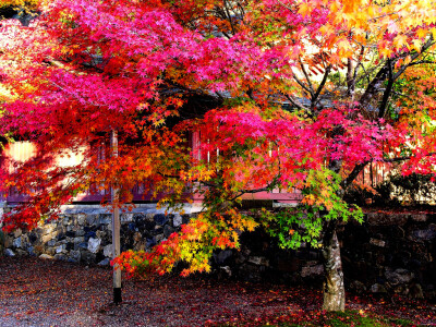 色とりどりのもみじの紅葉 左クリックで神護(hù)寺へ右クリック背景に設(shè)定で壁紙へ