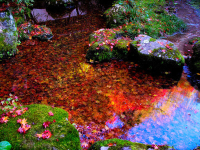 西明寺 苔庭の落ち紅葉 左クリックで西明寺へ右クリック背景に設(shè)定で壁紙へ