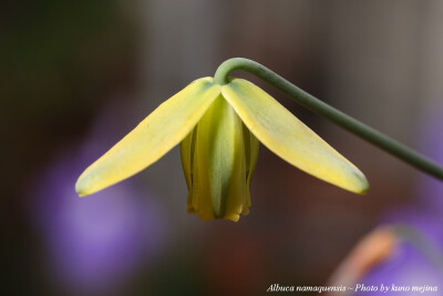 Albuca namaquensis。细叶弹簧草。