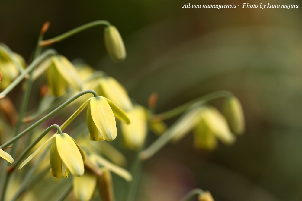 Albuca namaquensis。细叶弹簧草。