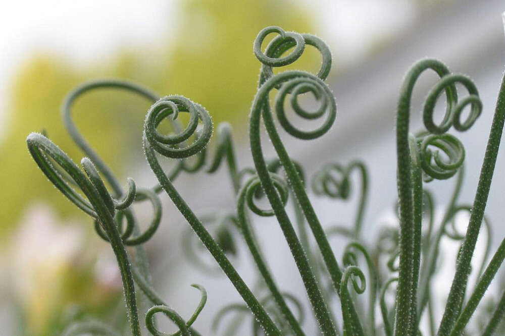 Albuca namaquensis。细叶弹簧草。