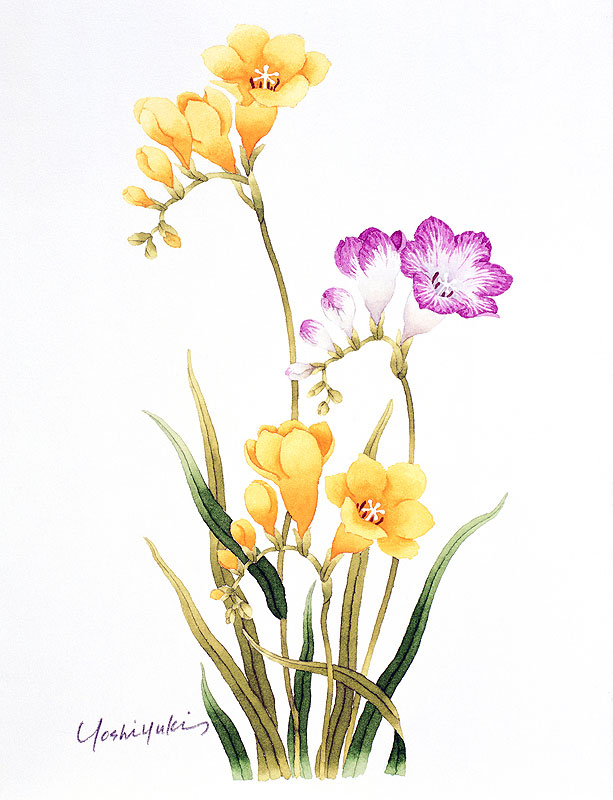 フリージア水彩画イラスト 黄色とピンクボカシの花のあるフリージャ－水彩画イラスト