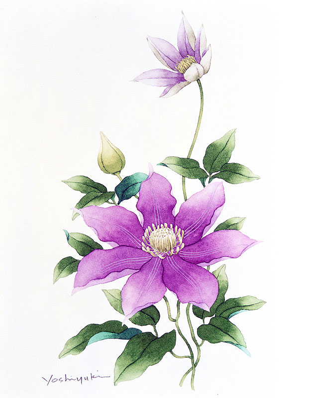 テッセン水彩画イラスト 2つの紫色の花のテッセン水彩画イラスト