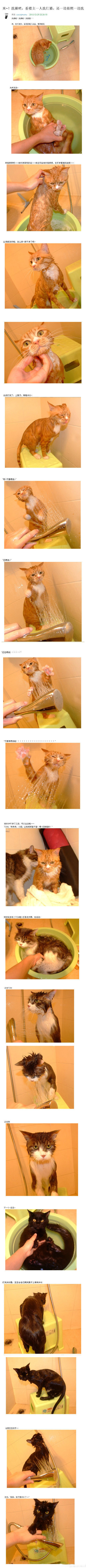 【别人家的猫】原楼主家里三只喵洗澡简直乖得惨绝人寰_(:з」∠)_