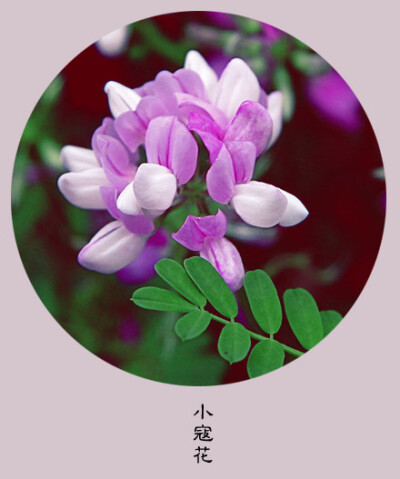 #花笺纪#【小寇花（Crown Vetch）】 ❀花语❀ 谦逊：你若不伤，岁月无恙！ 丨11月15日の生日花