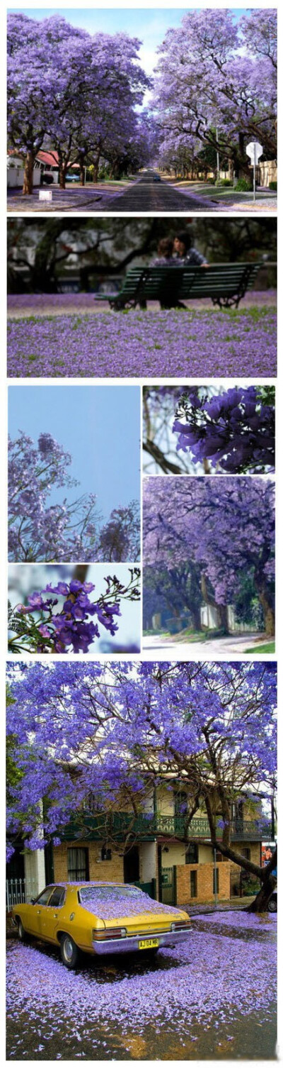 【蓝花楹】这大片大片的蓝紫色花朵叫蓝花楹，落叶乔木，最近的花期在4-6月，一年开花2次。如此清新美丽的蓝花楹，花语却是：绝望中等待爱情！绝望中绽放的紫色迷情，你被迷住了吗？