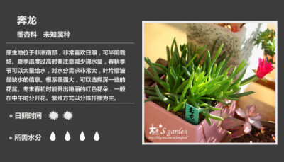 多肉植物图鉴