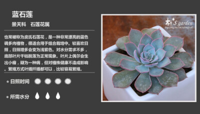 多肉植物图鉴·蓝石莲