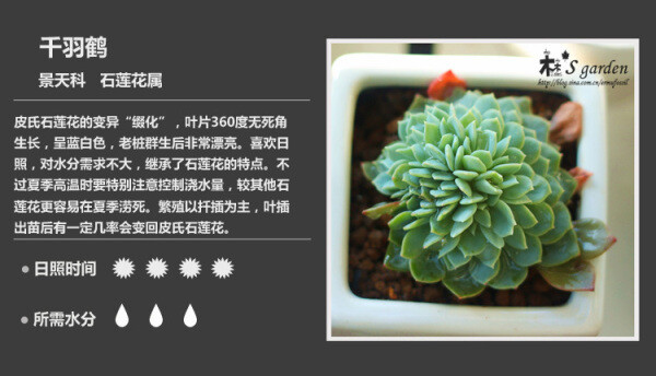 多肉植物图鉴·千羽鹤