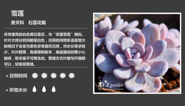多肉植物图鉴·雪莲