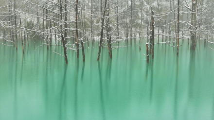 北海道 · 美瑛青池，by Kent Shiraishi