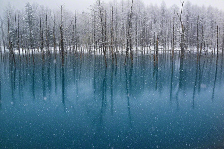 北海道 · 美瑛青池，by Kent Shiraishi