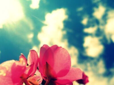 假如人生不曾相遇，我还是那个我，偶尔做做梦，然后，开始日复一日的奔波，淹没在这喧嚣的城市里。我不会了解，这个世界还有这样的一个你，只有你能让人回味，也只有你会让我心醉。假如人生不曾相遇，我不会相信，有…