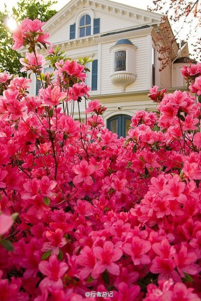 那些开满鲜花的房子，芬芳了整个旅程。