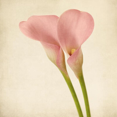 Calla Lily 马蹄莲