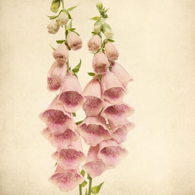 Foxglove，毛地黄