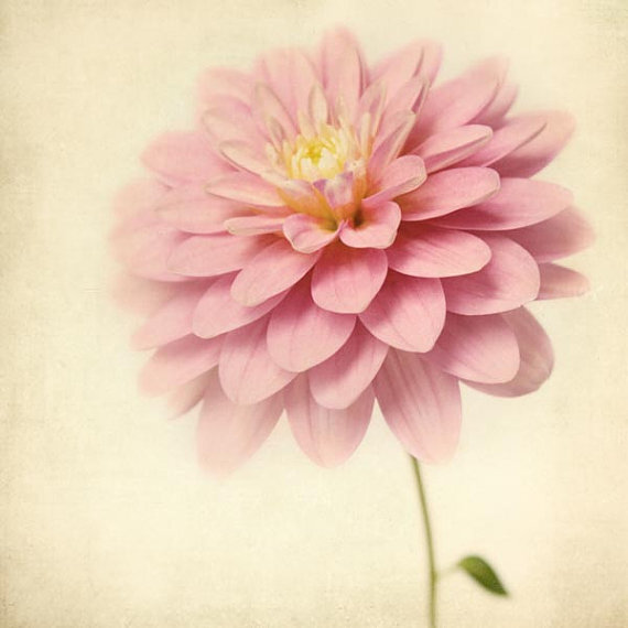 dahlia 大丽花