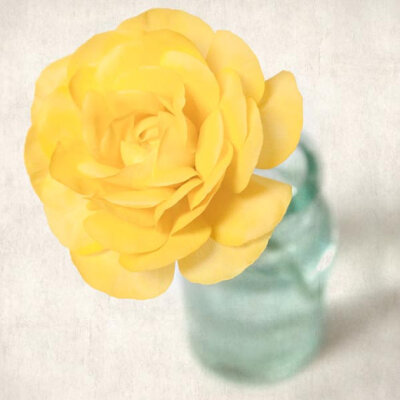 Yellow Ranunculus 毛茛