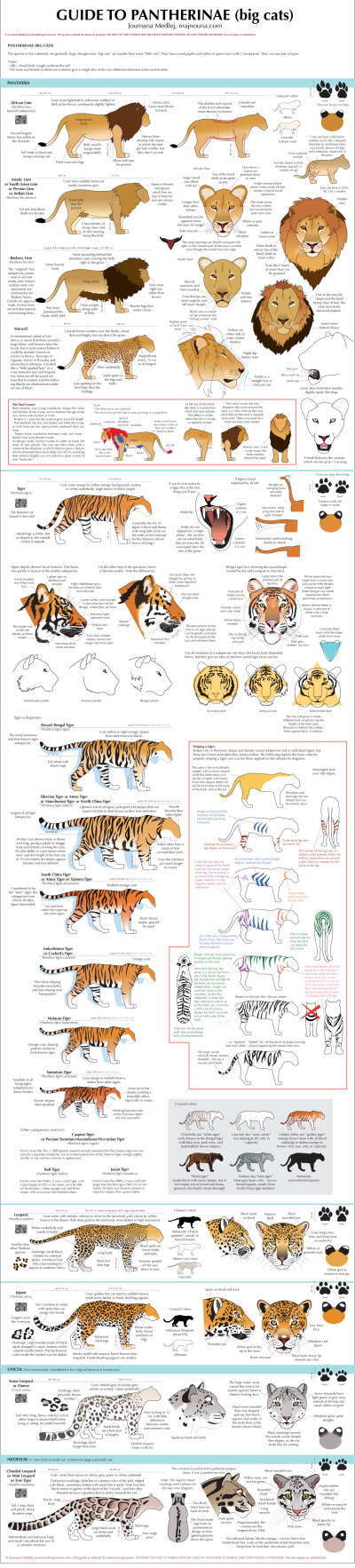 Guide to Big cats