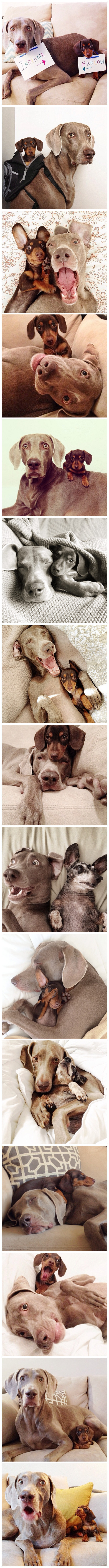 Indi 和 Harlow，还有Sage~Best friends~instagram的ID是【harlowandsage】表情还可以再丰富点儿吗...