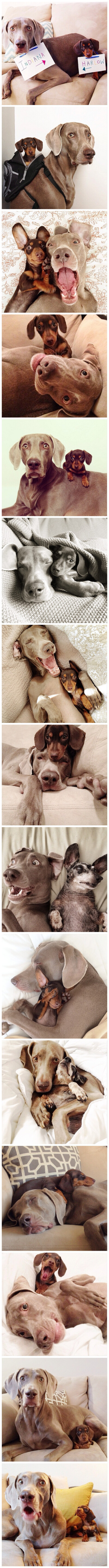 Indi 和 Harlow，还有Sage~Best friends~instagram的ID是【harlowandsage】表情还可以再丰富点儿吗...