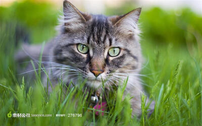 绿草丛里的灰猫高清图片素材