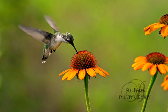 Throated Hummingbird 颈蜂鸟