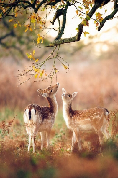 deer