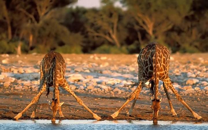 This is how Giraffes drinking water