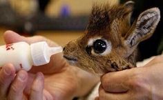 Cutest baby animal I have ever seen ever!!!! Baby giraffe!