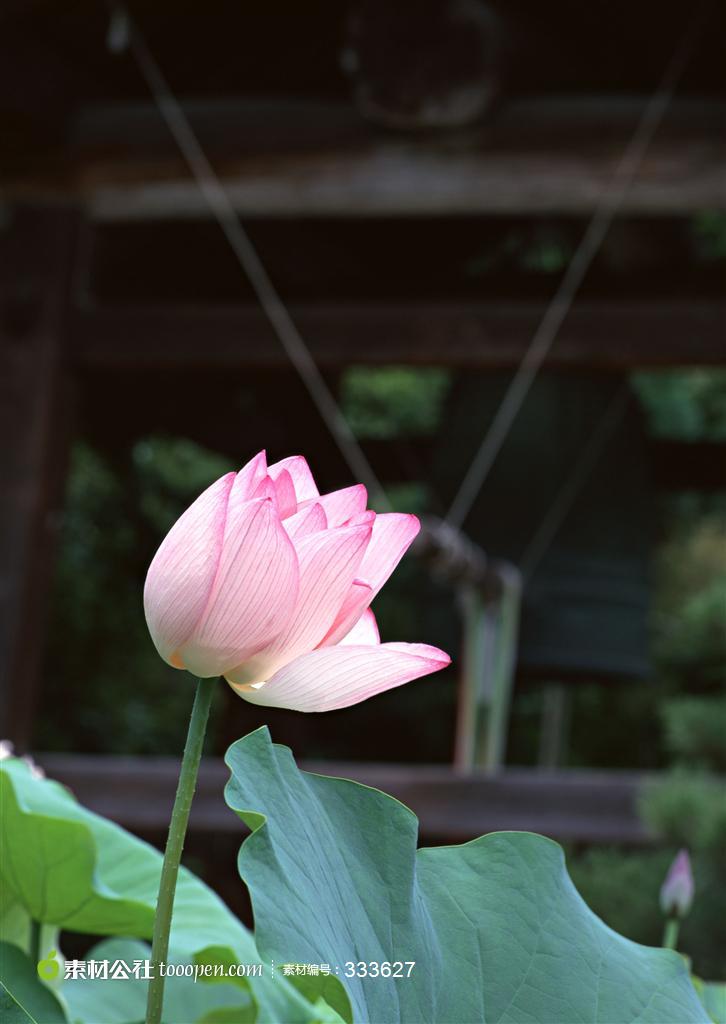 唯美盛开的粉红莲花高清图片