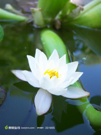 荷花高清图片，唯美白色莲花水上图片素材