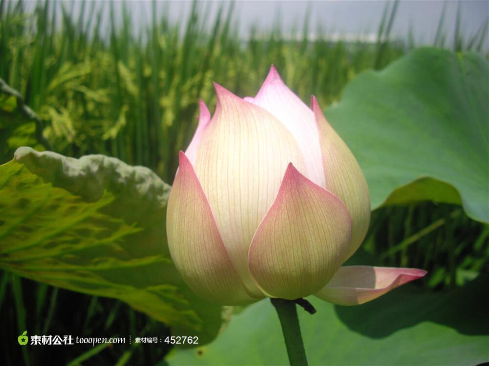 荷花背景图片，蓮葉荷田田图片素材