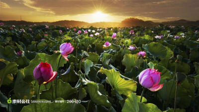 高清夕阳映射荷塘美景图片素材