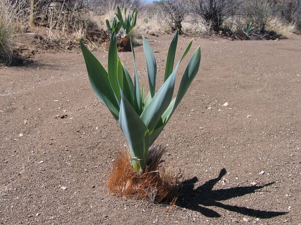 Pseudogaltonia clavata