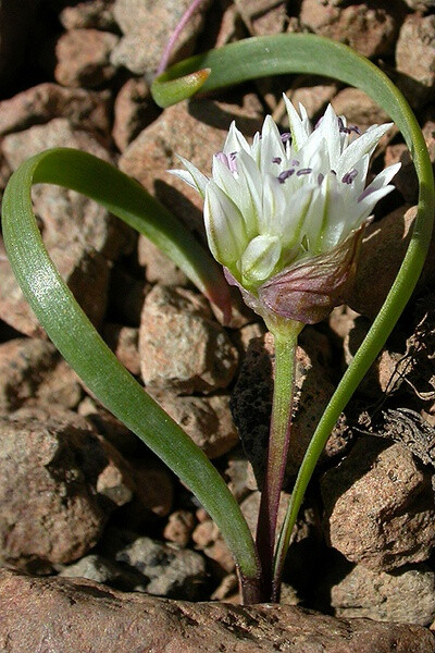 Allium tolmiei var. tolmiei