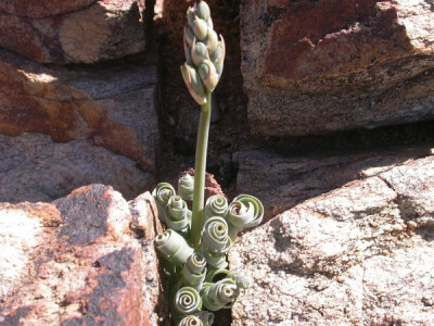 Ornithogalum concordianum