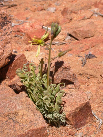 Ornithogalum concordianum