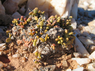 Portulacaria pygmaea