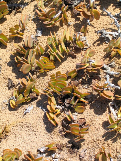 Zygophyllum stapffii