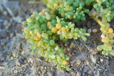 Zygophyllum simplex