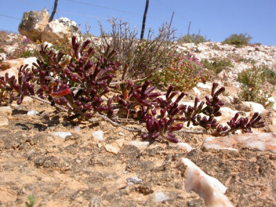 Zygophyllum sessilifolium