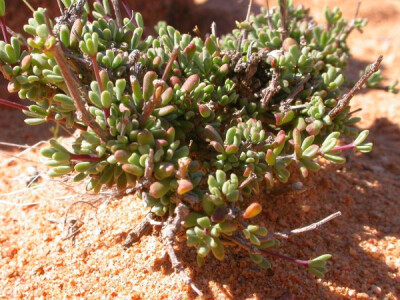 Zygophyllum spinosum