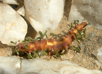 Sarcocaulon salmoniflorum