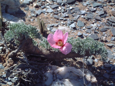 Sarcocaulon multifidum