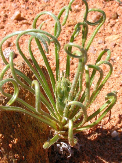 Albuca viscosa