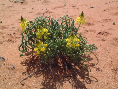 Bulbine namaensis