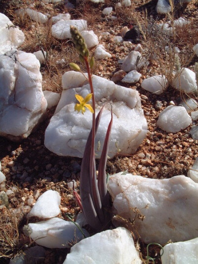 Bulbine praemorsa